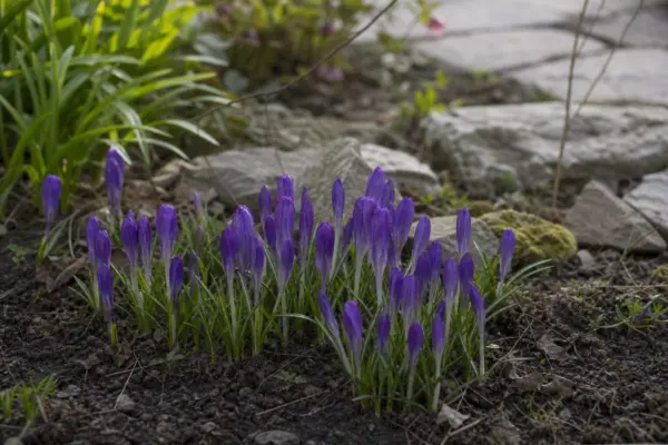 Brândușă (Crocus vernus) – ghid complet de cultivare și îngrijire