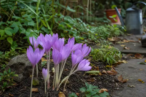 Brândușa de toamnă (Colchicum autumnale) – tot ce trebuie să știi despre plantare și îngrijire