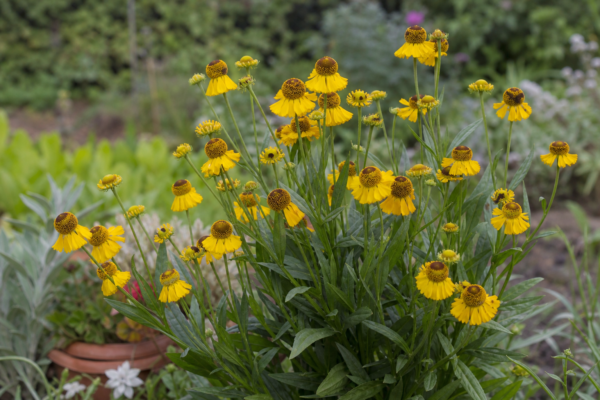 Helenium autumnale – plantare și îngrijire pas cu pas