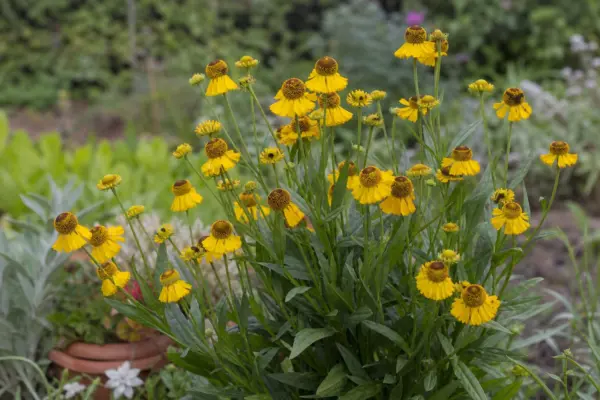Helenium autumnale – plantare și îngrijire pas cu pas