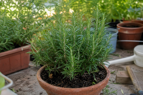 Rozmarin (Rosmarinus officinalis) – tot ce trebuie să știi despre plantare și îngrijire