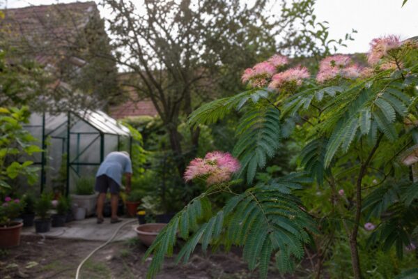Arborele de mătase (Albizia julibrissin) – ghid practic de plantare și îngrijire
