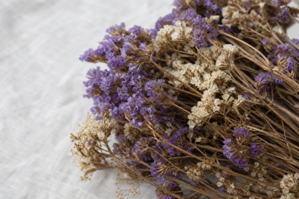 Statice (Limonium sinuatum): condiții de creștere și îngrijire