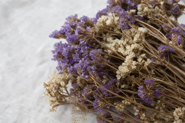 Statice (Limonium sinuatum): condiții de creștere și îngrijire
