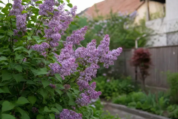 Liliac (Syringa vulgaris) – plantare și îngrijire pas cu pas