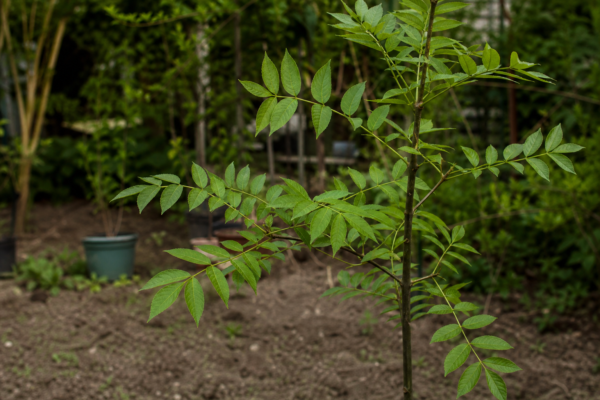 Frasin (Fraxinus excelsior) – ghid complet de cultivare și îngrijire