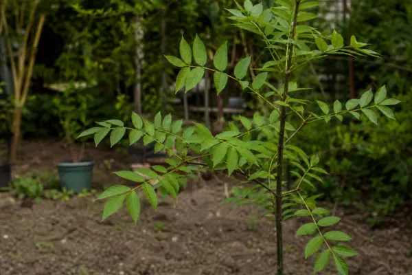Frasin (Fraxinus excelsior) – ghid complet de cultivare și îngrijire