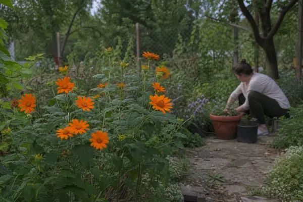 Floarea soarelui mexicană (Tithonia rotundifolia) – sfaturi de plantare și îngrijire