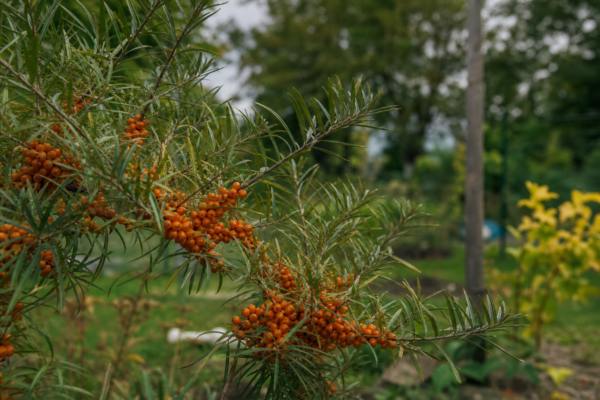 Cătină (Hippophae rhamnoides): ce condiții cere și cum o îngrijești