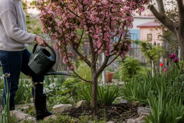 Măr decorativ (Malus floribunda): ce condiții cere și cum o îngrijești