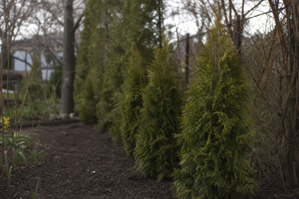 Thuja occidentalis – ghid complet de cultivare și îngrijire