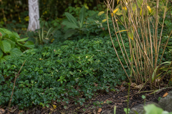 Pachysandra terminalis – plantare, udare și întreținere