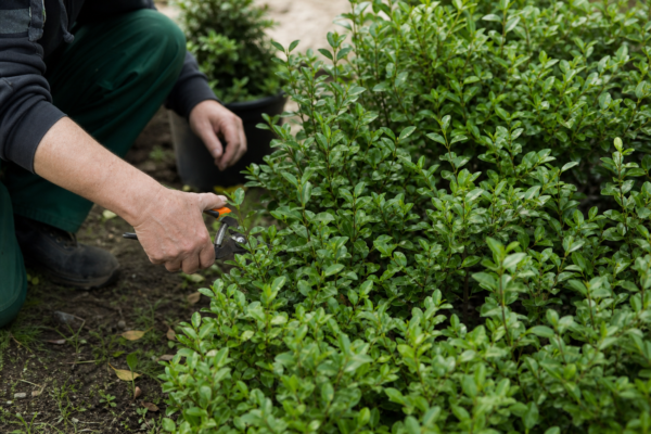 Lemn câinesc (Ligustrum ovalifolium): ce condiții cere și cum o îngrijești