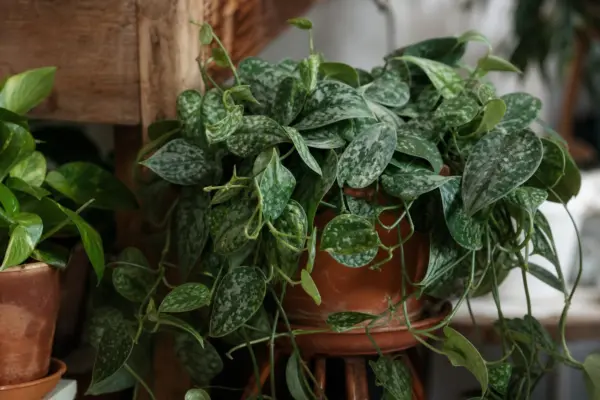 Scindapsus argintiu (Scindapsus pictus) – ghid practic de plantare și îngrijire