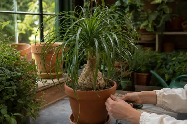 Piciorul elefantului (Beaucarnea recurvata) – plantare, îngrijire și greșeli de evitat