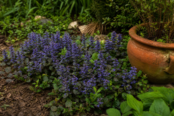 Ajuga reptans – plantare, udare și întreținere