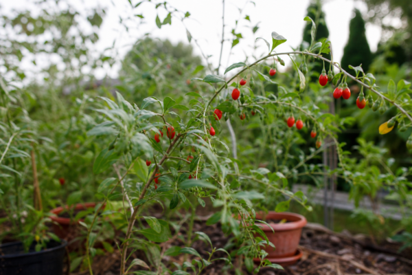 Goji (Lycium barbarum) – de la plantare la întreținerea de zi cu zi