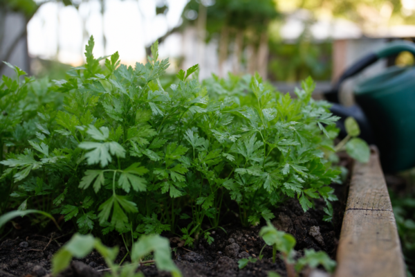 Pătrunjel (Petroselinum crispum) – sfaturi de plantare și îngrijire