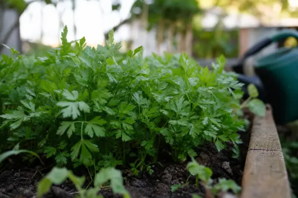 Pătrunjel (Petroselinum crispum) – sfaturi de plantare și îngrijire