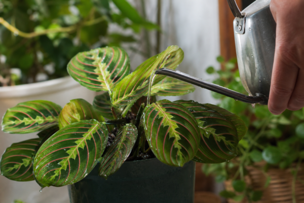 Maranta leuconeura – plantare, udare și întreținere