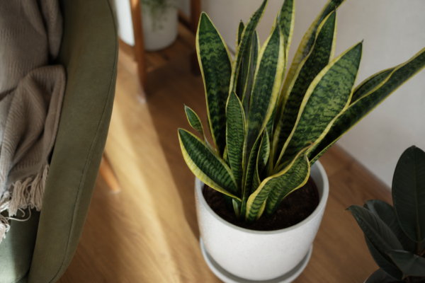 Sansevieria (Sansevieria trifasciata): sfaturi pentru plantare, creștere și întreținere