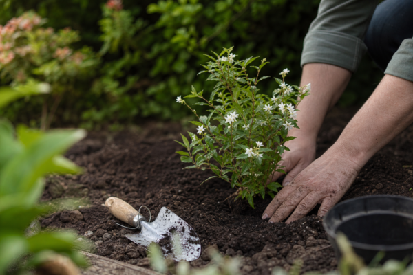 Deutzia gracilis – de la plantare la întreținerea de zi cu zi