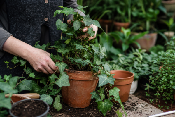Iedera (Hedera helix) – ghid complet de cultivare și îngrijire