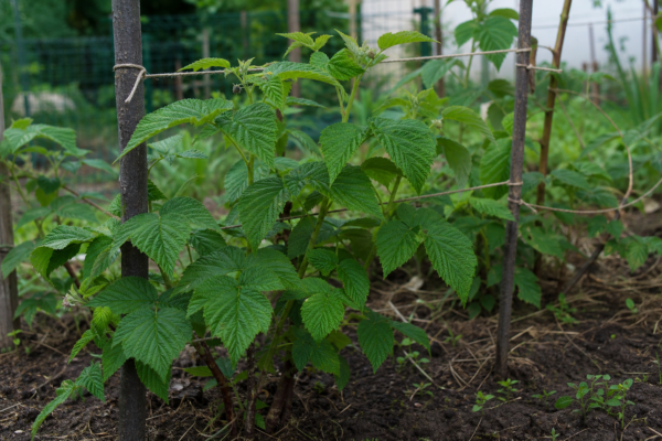 Zmeur (Rubus idaeus) – de la plantare la întreținerea de zi cu zi