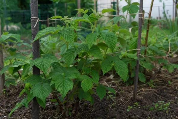Zmeur (Rubus idaeus) – de la plantare la întreținerea de zi cu zi