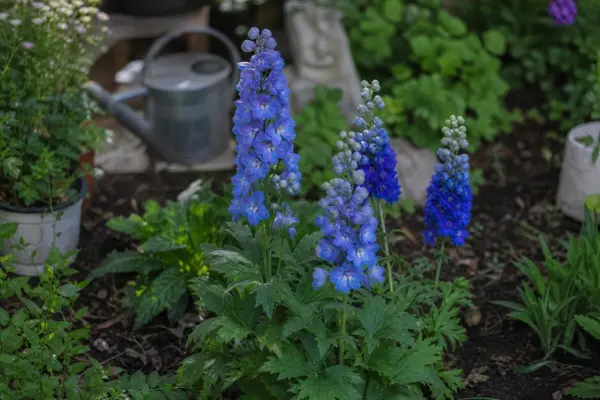 Nemțișor (Delphinium elatum) – plantare, îngrijire și greșeli de evitat
