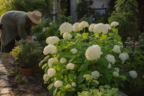 Hortensie Annabelle (Hydrangea arborescens) – plantare și îngrijire pas cu pas