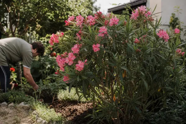 Oleandru (Nerium oleander) – tot ce trebuie să știi despre plantare și îngrijire