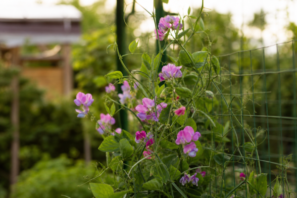 Sângele-voinicului (Lathyrus odoratus) – plantare, îngrijire și greșeli de evitat
