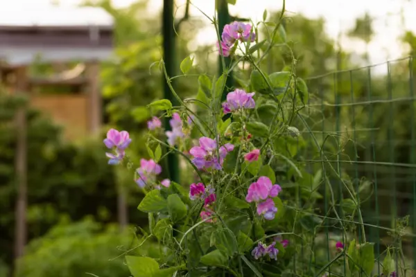 Sângele-voinicului (Lathyrus odoratus) – plantare, îngrijire și greșeli de evitat