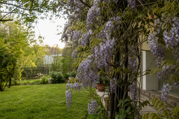 Glicină (Wisteria sinensis) – plantare, îngrijire și greșeli de evitat