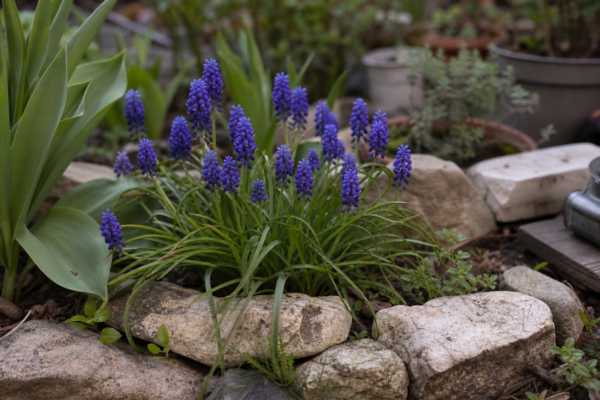 Muscari (Muscari armeniacum) – plantare, îngrijire și greșeli de evitat
