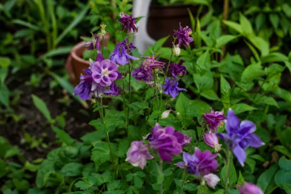 Căldărușa (Aquilegia vulgaris) – plantare, îngrijire și greșeli de evitat