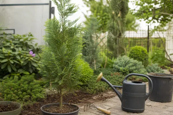Chiparos de California (Chamaecyparis lawsoniana) – tot ce trebuie să știi despre plantare și îngrijire