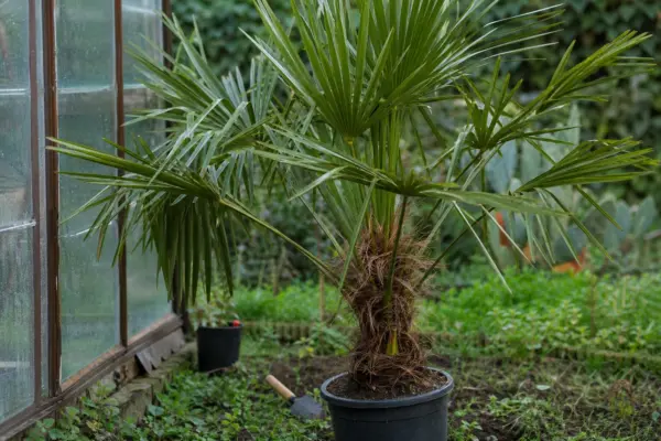 Palmier de grădină (Trachycarpus fortunei) – ghid complet de cultivare și îngrijire