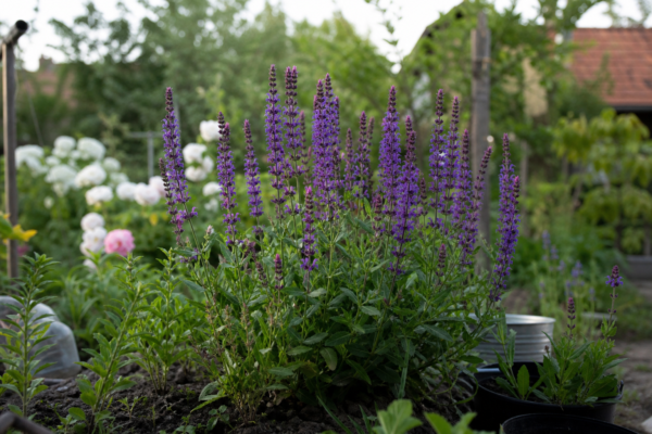 Salvia de grădină (Salvia nemorosa) – sfaturi de plantare și îngrijire