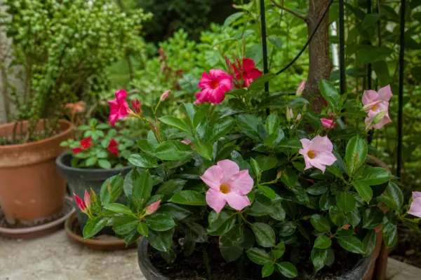 Dipladenia (Mandevilla sanderi) – condiții de creștere, plantare și îngrijire