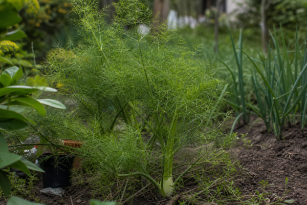 Fenicul (Foeniculum vulgare) – condiții de creștere, plantare și îngrijire
