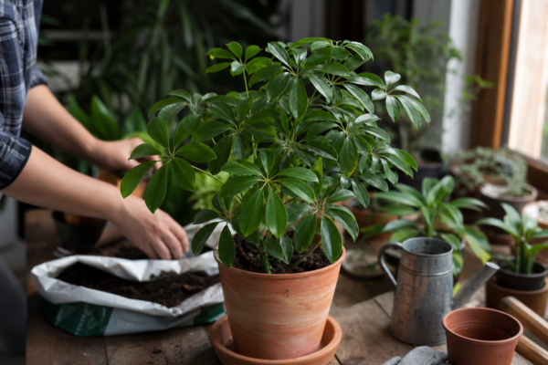 Schefflera arboricola – plantare și îngrijire pas cu pas