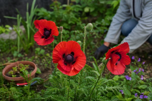 Mac de grădină (Papaver orientale) – ghid complet de cultivare și îngrijire