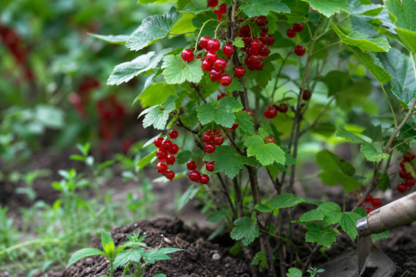 Coacăz roșu (Ribes rubrum) – condiții de creștere, plantare și îngrijire