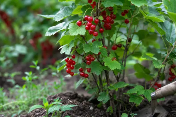 Coacăz roșu (Ribes rubrum) – condiții de creștere, plantare și îngrijire