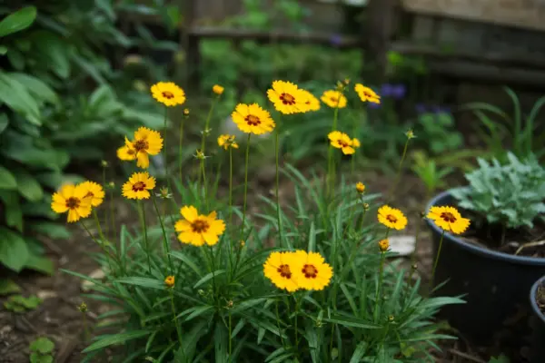 Coreopsis grandiflora – ghid complet de cultivare și îngrijire