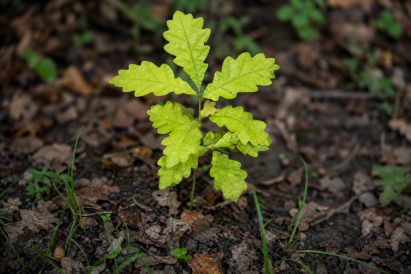 Stejarul (Quercus robur): condiții de plantare, creștere și întreținere