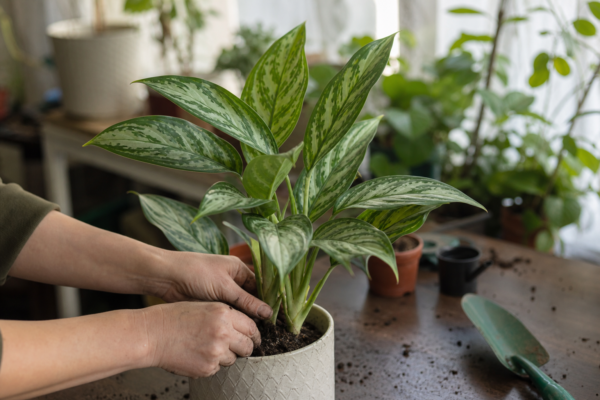 Aglaonema commutatum – ghid practic de plantare și îngrijire