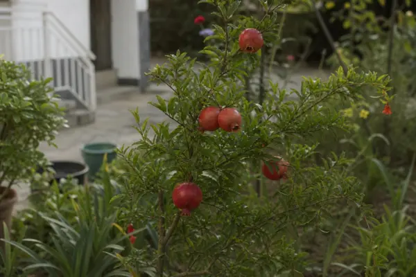 Rodie ornamentală (Punica granatum) – sfaturi pentru plantare, creștere și întreținere